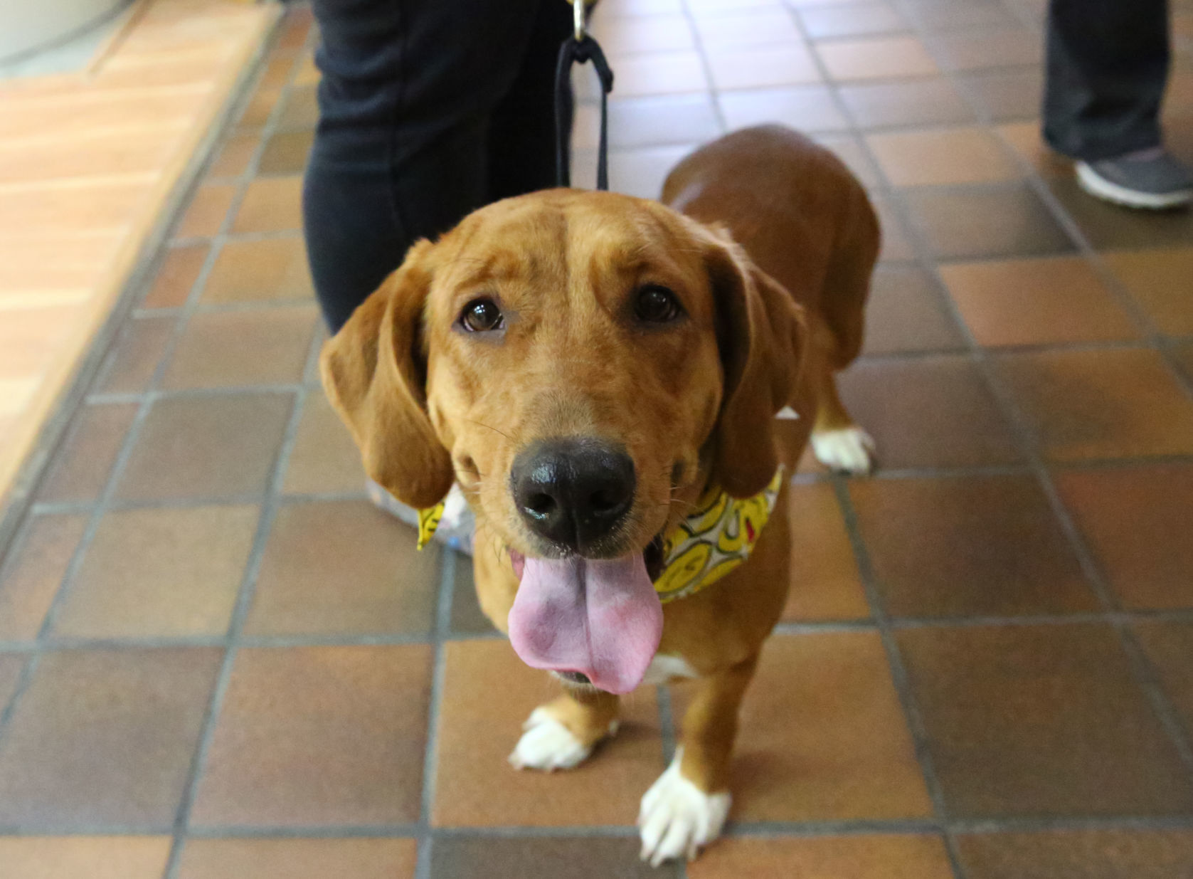 Pets Plus ribbon cutting